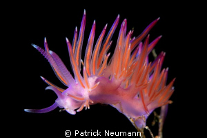 fabulina from the meditaranien sea, Larnaka/Cypres by Patrick Neumann 